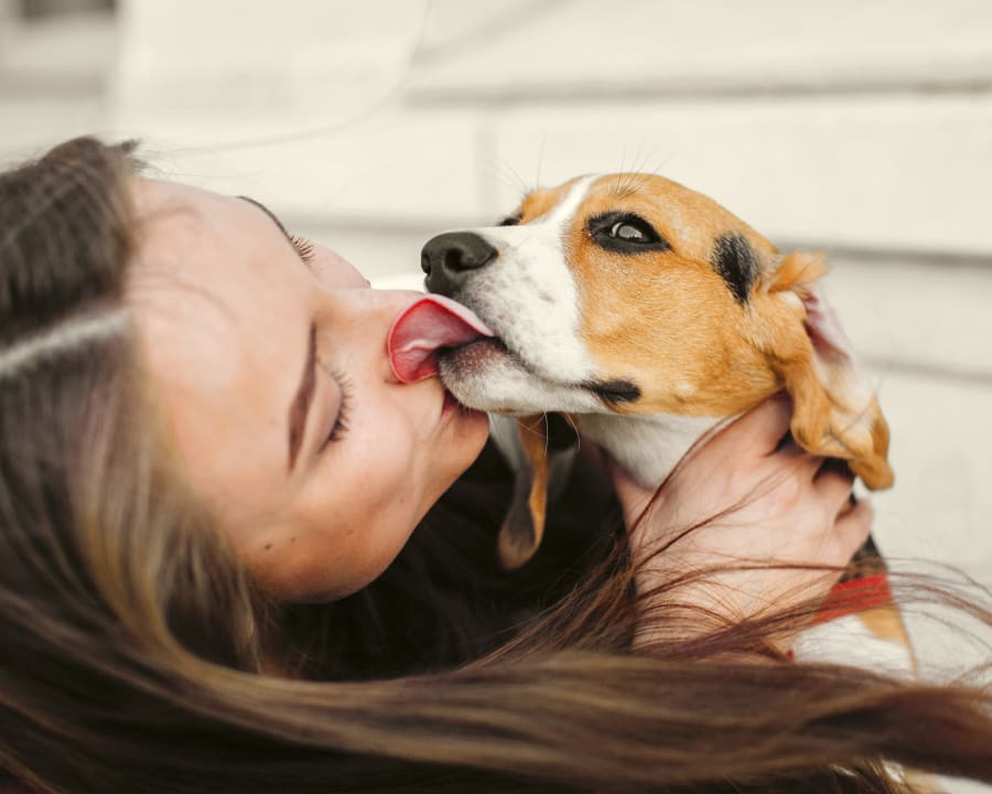 Dental Care, Bailieboro Vet