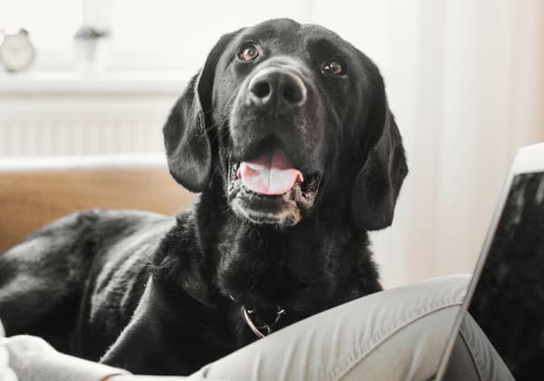 Specialists | Rice Lake Animal Hospital | Bailieboro Speciality & Emergency Vet