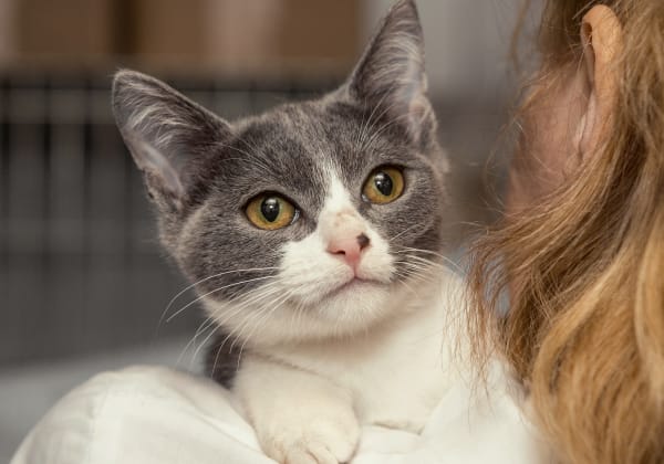 Specialists | Rice Lake Animal Hospital | Bailieboro Speciality & Emergency Vet