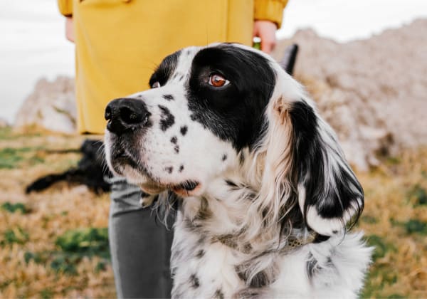 Specialists | Rice Lake Animal Hospital | Bailieboro Speciality & Emergency Vet