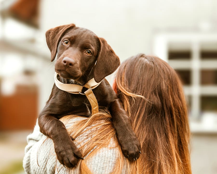 Puppies & Kittens, Bailieboro Veterinarians